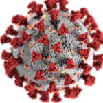 Detailed 3D representation of the coronavirus structure highlighting spike proteins.