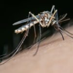 Close-up view of a mosquito feeding on human skin in a detailed macro shot.