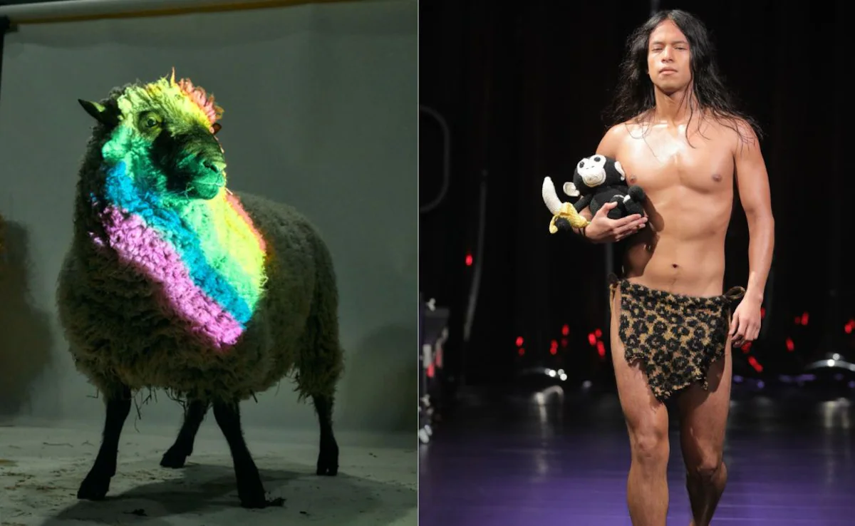 NYC Fashion Show Turns Wool From Rescued Gay Sheep Into Bold Art