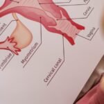A detailed educational chart depicting the anatomy of the female reproductive system viewed from above.